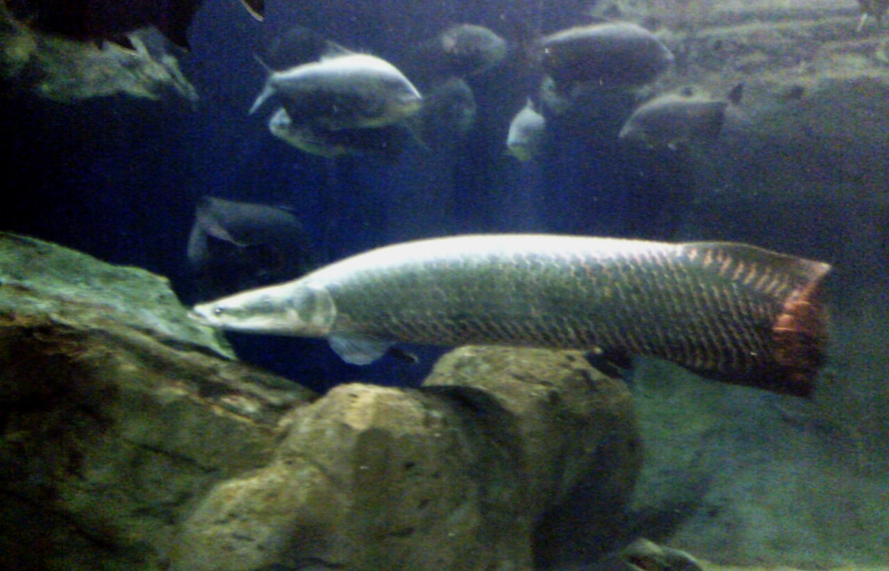 Arapaima gigas